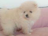 Safkan Dişi Yavru Pomeranian