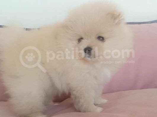 Safkan Dişi Yavru Pomeranian görsel