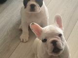Muhteşem French Bulldog Erkek Yavrularımız