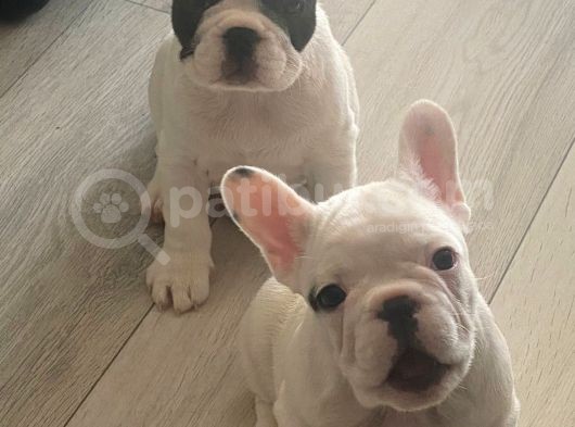 Muhteşem French Bulldog Erkek Yavrularımız