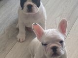 Muhteşem French Bulldog Erkek Yavrularımız