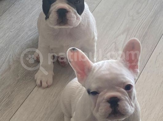 Muhteşem French Bulldog Erkek Yavrularımız görsel