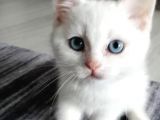 2 Aylık Sahiplenmeye Hazır Maviş Yavru