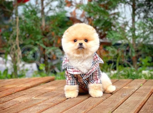 Irk Ve Sağlık Garantili Pomeranian Boo Yavrularımız görsel