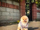 Irk Ve Sağlık Garantili Pomeranian Boo Yavrularımız
