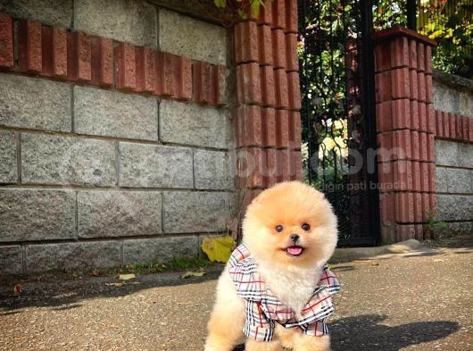 Irk Ve Sağlık Garantili Pomeranian Boo Yavrularımız görsel