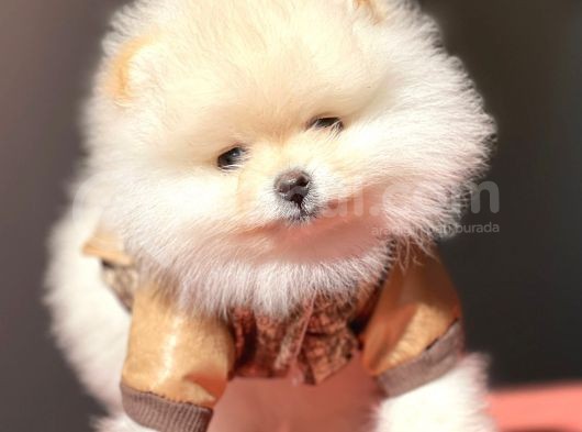 Pomerian Boo görsel