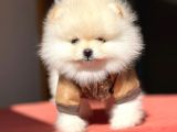 Pomerian Boo