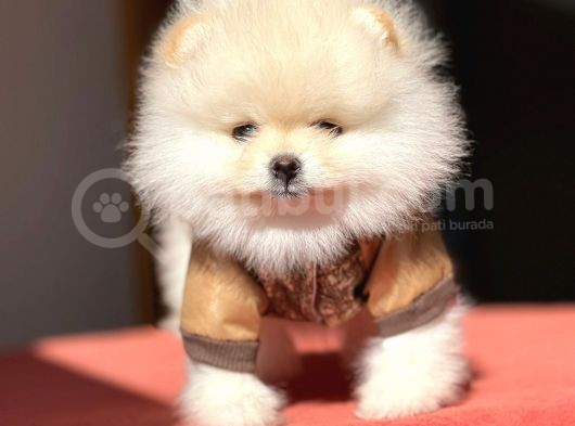 Pomerian Boo görsel