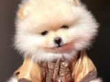 Pomerian Boo