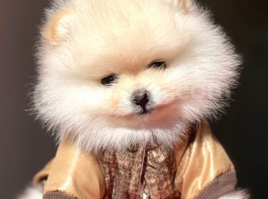 Pomerian Boo