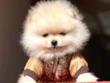 Pomerian Boo
