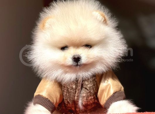 Pomerian Boo görsel