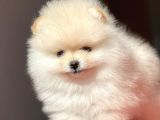Pomerian Boo