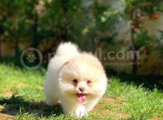 Yavru Patiler Farkı Ile Pomeranian Bo Yavrularımız görsel