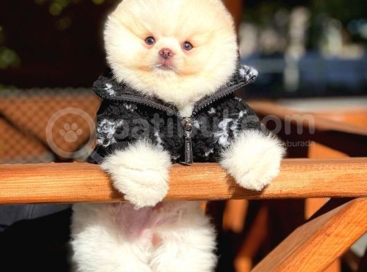 Yavru Patiler Farkı Ile Pomeranian Bo Yavrularımız görsel