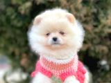 Safkan Pomeranian Boo Yavrularımız