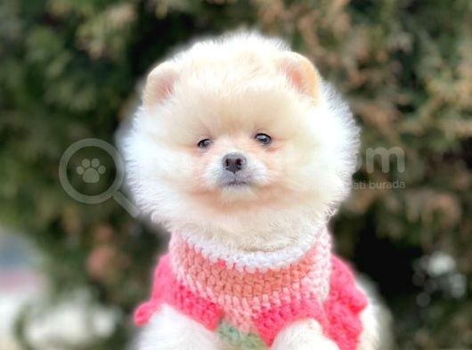 Safkan Pomeranian Boo Yavrularımız görsel