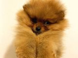 Orange Pomerani̇an Boo Bebekler