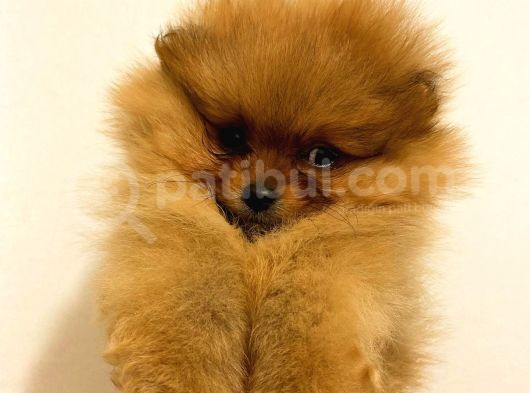 Orange Pomerani̇an Boo Bebekler görsel