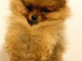 Orange Pomerani̇an Boo Bebekler