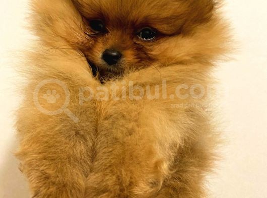 Orange Pomerani̇an Boo Bebekler görsel