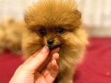 Orange Pomerani̇an Boo Bebekler