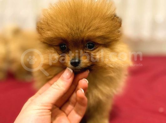 Orange Pomerani̇an Boo Bebekler