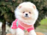 Safkan Pomeranian Boo Yavrularımız