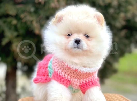Safkan Pomeranian Boo Yavrularımız görsel