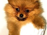 Üst Kali̇te Orange Pomerani̇an Boo Bebekler