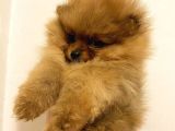 Orange Pomerani̇an Boo Bebekler