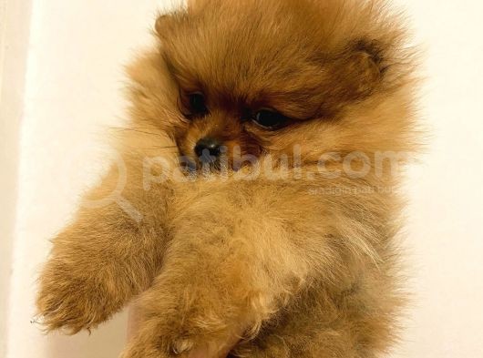Orange Pomerani̇an Boo Bebekler görsel