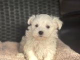 Show Kalite Maltese Terier Bebekler