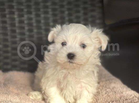 Show Kalite Maltese Terier Bebekler görsel