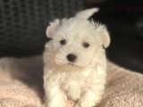 Show Kalite Maltese Terier Bebekler