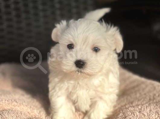 Show Kalite Maltese Terier Bebekler