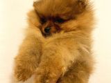Orange Pomerani̇an Boo Bebekler