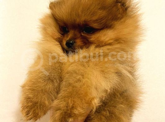 Orange Pomerani̇an Boo Bebekler görsel