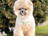 Safkan Pomeranian Boo Yavrularımız