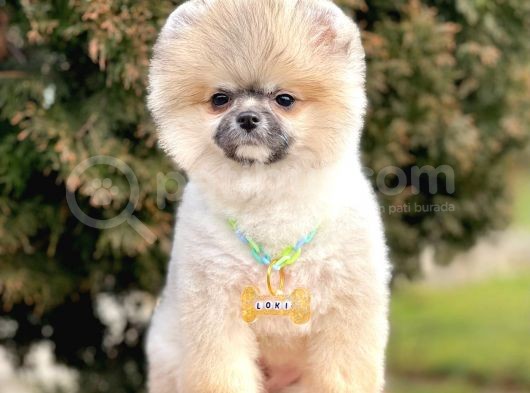 Safkan Pomeranian Boo Yavrularımız görsel