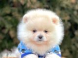 Safkan Pomeranian Boo Yavrularımız
