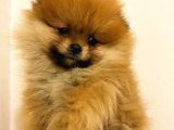 Orange Pomerani̇an Boo Bebekler