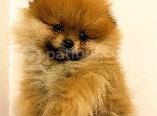 Orange Pomerani̇an Boo Bebekler görsel
