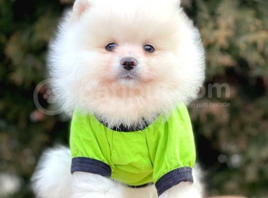 Safkan Pomeranian Boo Yavrularımız görsel