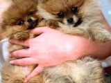Tea Cup Pomerani̇an Boo Erkek Bebekler