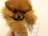 Üst Kali̇te Orange Pomerani̇an Boo Bebekler