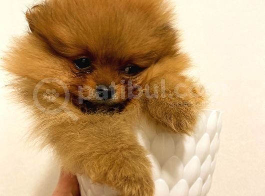 Üst Kali̇te Orange Pomerani̇an Boo Bebekler