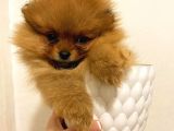 Üst Kali̇te Orange Pomerani̇an Boo Bebekler