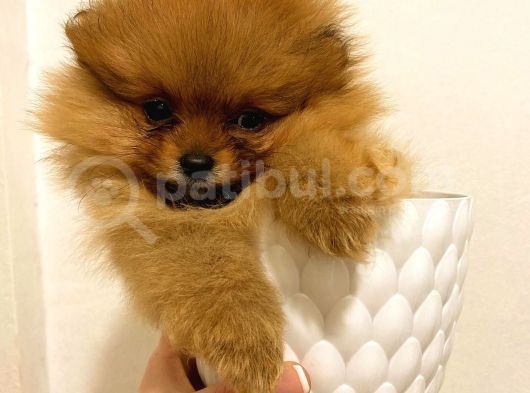 Üst Kali̇te Orange Pomerani̇an Boo Bebekler görsel